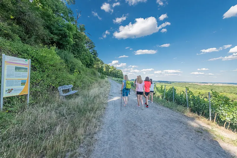 Vier Wandernde auf einem breiten Feldweg oberhalb der Weinberge, links eine bewaldete Böschung mit Infotafel und Bank, rechts der Blick über die Ebene.
